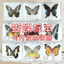 蝴蝶标本 自然科学教学中的生动课堂